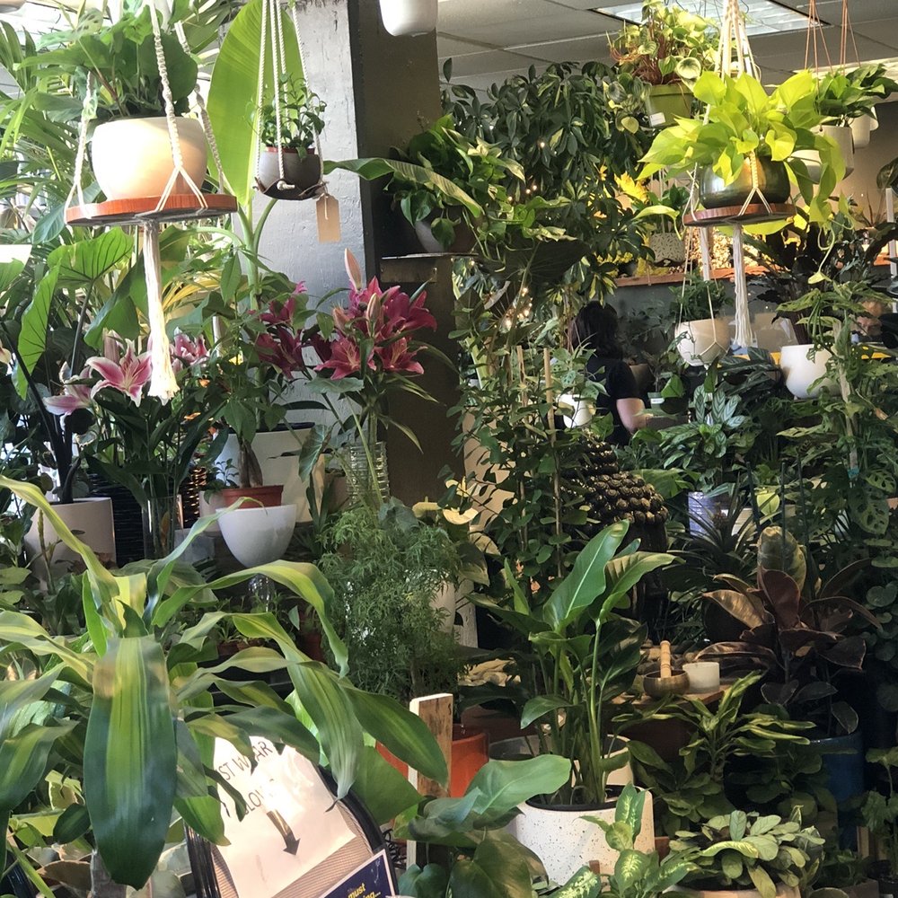SF Plants - An abundance of healthy plants! Love their aerial displays & peace lilies. - Nurseries & Gardening Near Me - San Francisco, California SF Plants - An abundance of healthy plants! Love their aerial displays & peace lilies. - Nurseries & Gardening Near Me - San Francisco, California