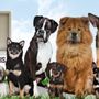 Photo of Dog Walkers Vancouver
