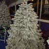 ABC Tree Farms gift card