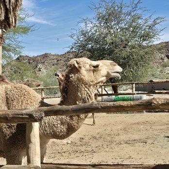 The Living Desert - Zoos Near Me - Palm Desert, California The Living Desert - Zoos Near Me - Palm Desert, California