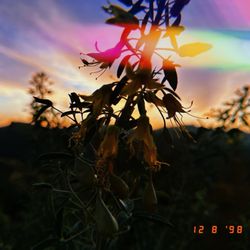 Fryman Canyon Park - Fryman