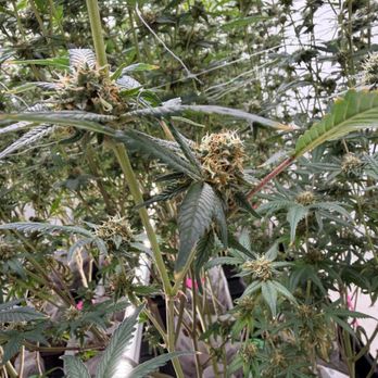 PMC - Cannabis Dispensaries Near Me - Carlsbad, New Mexico