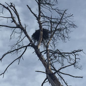 Moore Creek Park - Who's nest is this?! - Parks Near Me - Saint Helena, California Moore Creek Park - Who's nest is this?! - Parks Near Me - Saint Helena, California