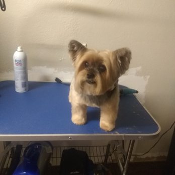 Dawg Life Doggy Daycare & Boarding- Dallas - Grooming - Pet Training Near Me - Dallas, Texas