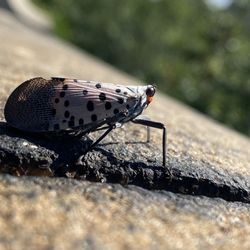 Morningside Park - Spotted laternfly