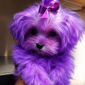 Exclusive Paws - Pet Groomers Near Me - Jonesboro, Georgia