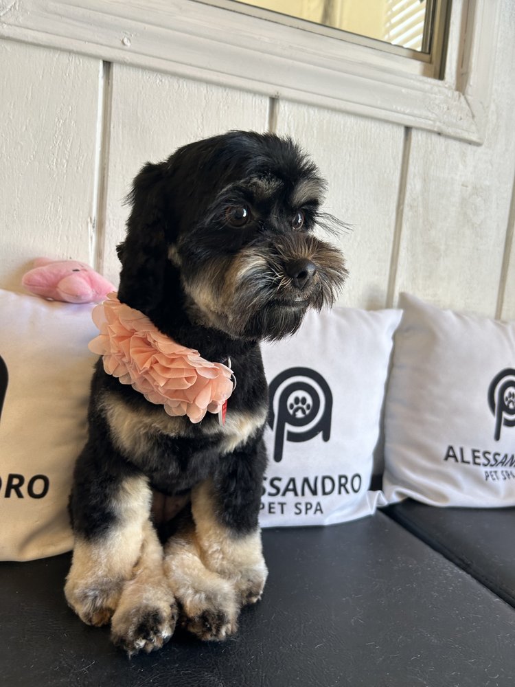 ALESSANDRO PET SPA 734 Photos & 423 Reviews 4619 Santa Monica Blvd