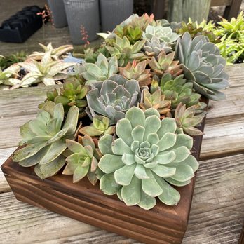 Isaac Farms - $110 - Nurseries & Gardening Near Me - Miami, Florida Isaac Farms - $110 - Nurseries & Gardening Near Me - Miami, Florida