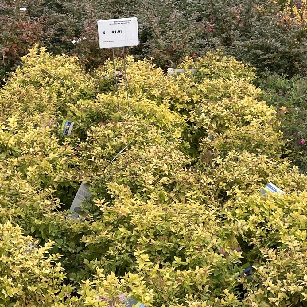 Plant Detectives - Nurseries & Gardening Near Me - Chester, New Jersey Plant Detectives - Nurseries & Gardening Near Me - Chester, New Jersey