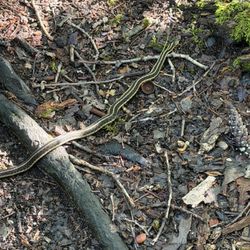 Great Meadows National Wildlife Refuge - Garter Snake