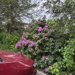 Bar Cilento - Parking lot