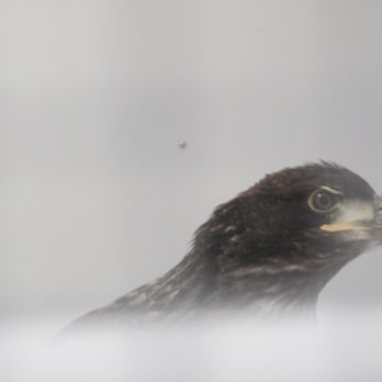 Hope For Wildlife - Community Service/Non-Profit Near Me - Seaforth, Nova Scotia Hope For Wildlife - Community Service/Non-Profit Near Me - Seaforth, Nova Scotia