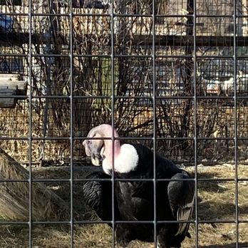 Tracy Aviary - Very old condor. - Zoos Near Me - Salt Lake City, Utah Tracy Aviary - Very old condor. - Zoos Near Me - Salt Lake City, Utah