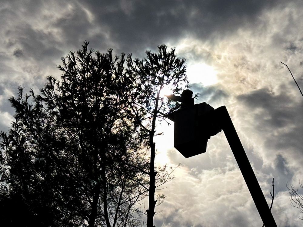 Robert Burk Tree & Landscaping - tree service in Milford, DE