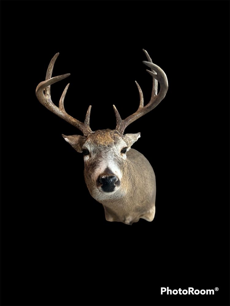 RIVERSIDE TAXIDERMY Updated March 2024 Request Information Big