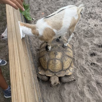Showcase of Citrus - Animals to feed - Attraction Farms Near Me - Clermont, Florida Showcase of Citrus - Animals to feed - Attraction Farms Near Me - Clermont, Florida