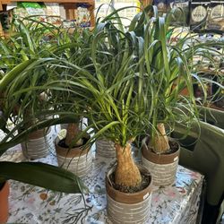Eden Farms - Greenhouse