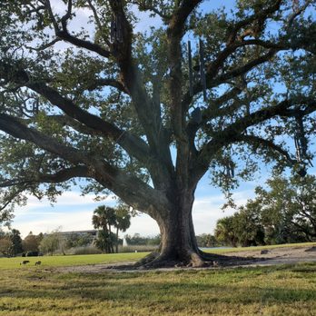 The Singing Oak - Parks Near Me The Singing Oak - Parks Near Me