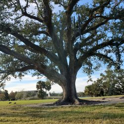 The Singing Oak