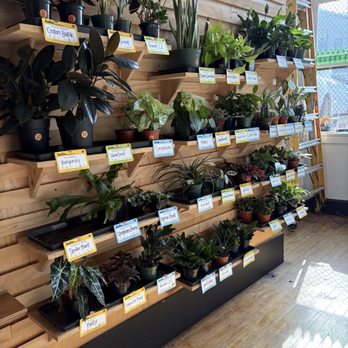 Six Shooter Coffee - Plant for sale - Coffee & Tea Near Me - Cleveland, Ohio Six Shooter Coffee - Plant for sale - Coffee & Tea Near Me - Cleveland, Ohio