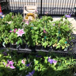 Walmart Garden Center - Spring Flowers