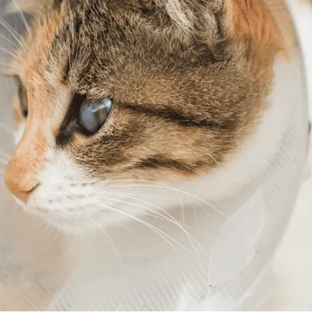 Nashville Veterinary Specialists - Veterinarians Near Me - Nashville, Tennessee Nashville Veterinary Specialists - Veterinarians Near Me - Nashville, Tennessee