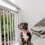 Photo of Pawlina’s Pet Services