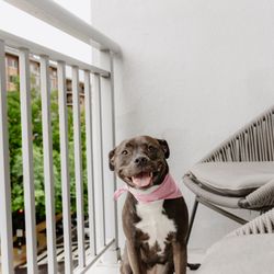 Pawlina’s Pet Services
