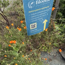 Oaktown Native Plant Nursery - Poppy's!!