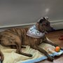Photo of Top Dog Kennels