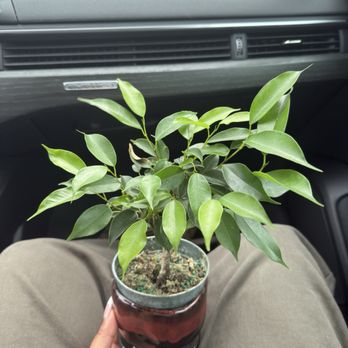 The Great Outdoors - Bonsai - Nurseries & Gardening Near Me - Austin, Texas The Great Outdoors - Bonsai - Nurseries & Gardening Near Me - Austin, Texas
