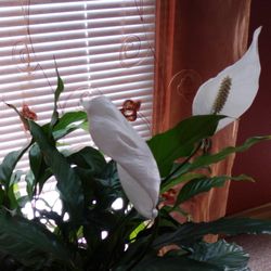 White Crane Massage Arts