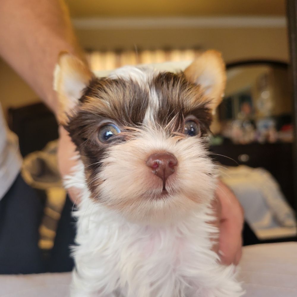 YORKIES AND POMERANIANS Updated June 2024 29 Photos South Gate