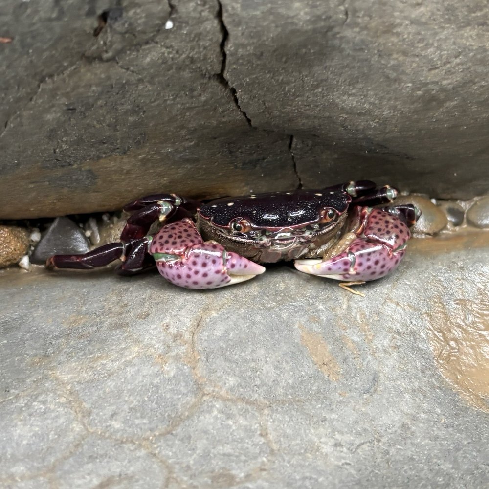 Fitzgerald Marine Reserve - Parks Near Me - Moss Beach, California