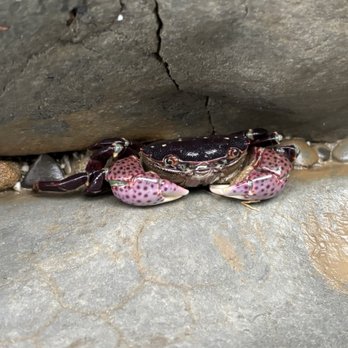 Fitzgerald Marine Reserve - Parks Near Me - Moss Beach, California