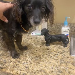 the doctor was so sweet and patient, had great rates and knew exactly what Bella needed for now. They have a good heart and integrity the doctor was so sweet and patient, had great rates and knew exactly what Bella needed for now. They have a good heart and integrity
