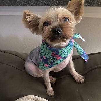 Dirty Dog Salon - This is Pipa - Pet Groomers Near Me Dirty Dog Salon - This is Pipa - Pet Groomers Near Me