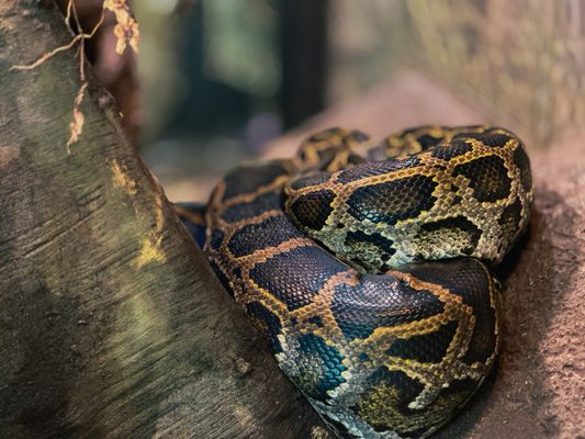 Fort Worth Zoo by null