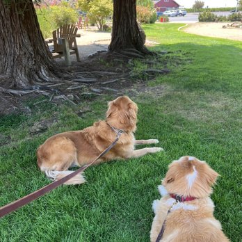 Resendiz Family Fruit Barn - Dogs enjoying a break at the Fruit Barn - Bakeries Near Me - Hughson, California Resendiz Family Fruit Barn - Dogs enjoying a break at the Fruit Barn - Bakeries Near Me - Hughson, California