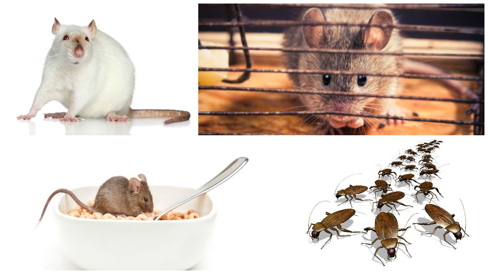 SECTION 8 EXTERMINATE West Plains, Missouri Pest Control Phone