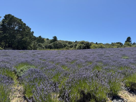 Monte-Bellaria di California by null