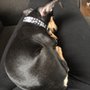 Photo of Angel Paw's Adoption Center