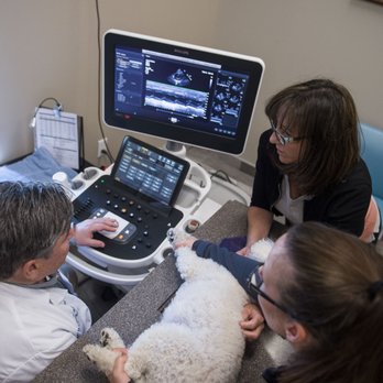 CVCA Cardiac Care For Pets - Veterinarians Near Me - Fairfax, Virginia CVCA Cardiac Care For Pets - Veterinarians Near Me - Fairfax, Virginia