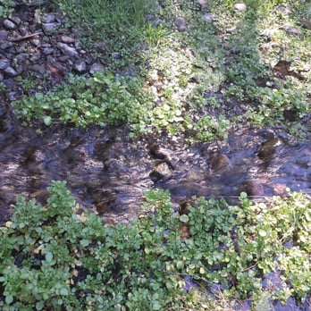 Singer Park - Rushing water - Parks Near Me - San Jose, California Singer Park - Rushing water - Parks Near Me - San Jose, California