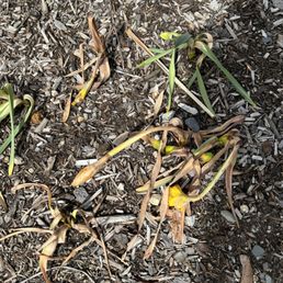 Scheepers' daffodils that were infected with fungus.