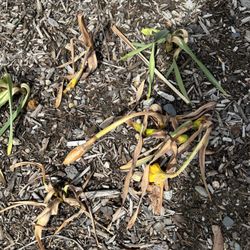 John Scheepers Inc - Scheepers' daffodils that were infected with fungus.