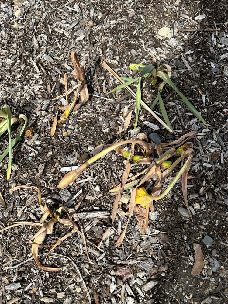 JOHN SCHEEPERS INC Updated October 2024 11 Reviews 23 Tulip Dr