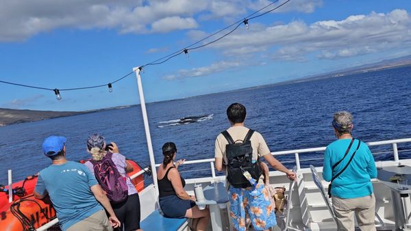 Pacific Whale Foundation by null