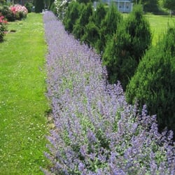 Wistariahurst Museum - Catmint in the formal garden.