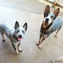 Photo of Playful Pups